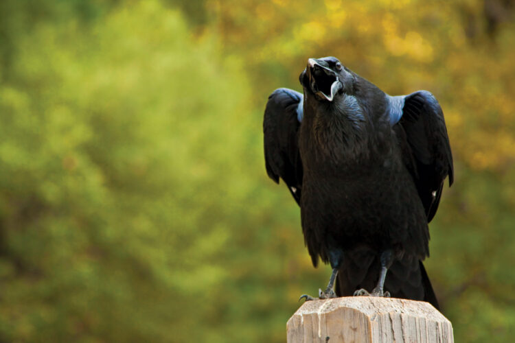 Something to Caw About: The American Crow